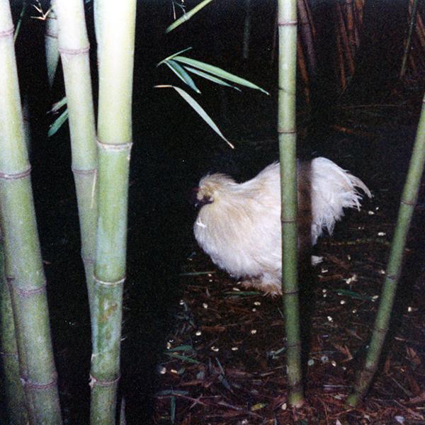 Casa Jardín Bambú 2